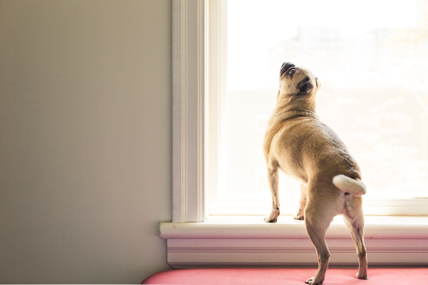 Waiting by the window