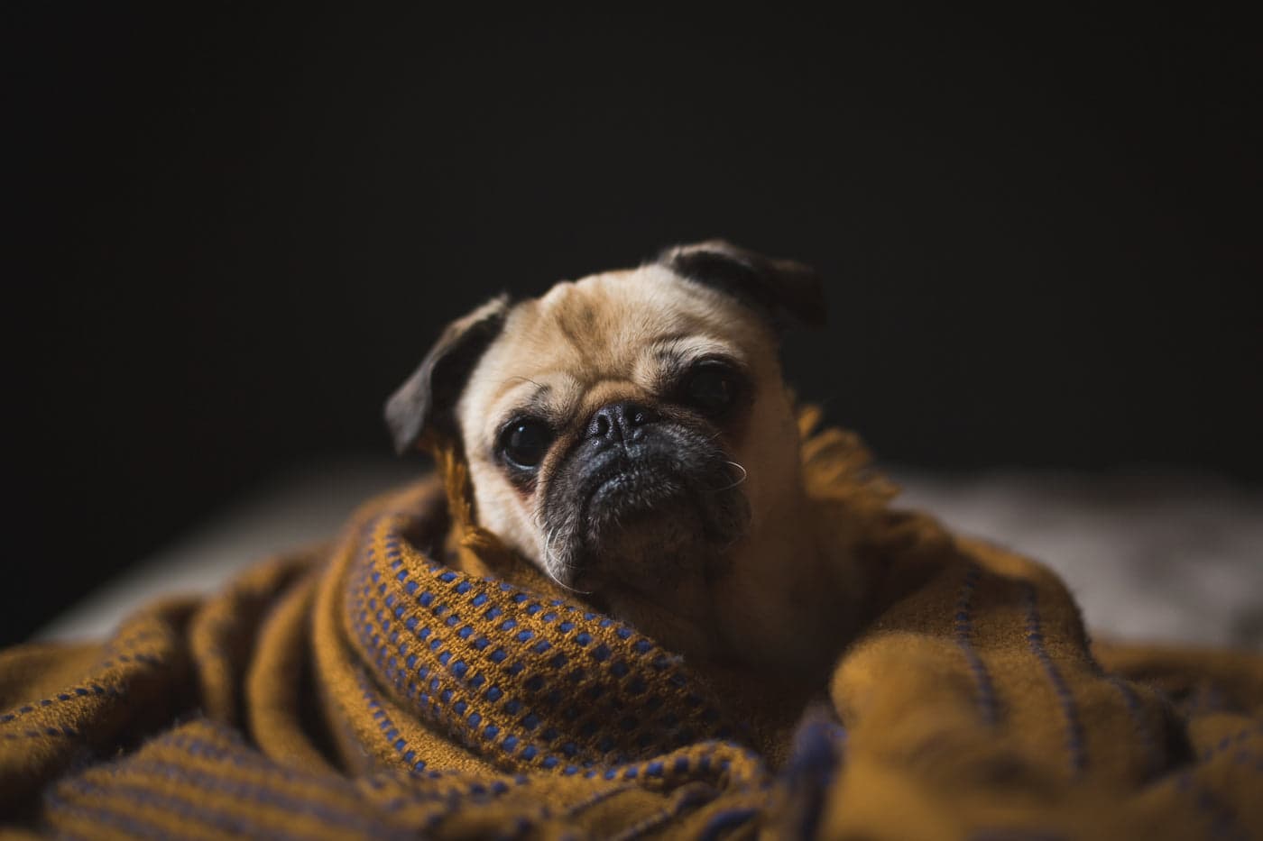 The good blanket