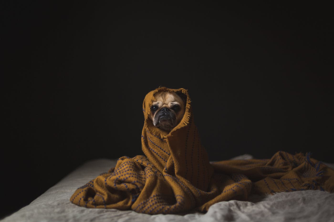 A small, warm emperor
